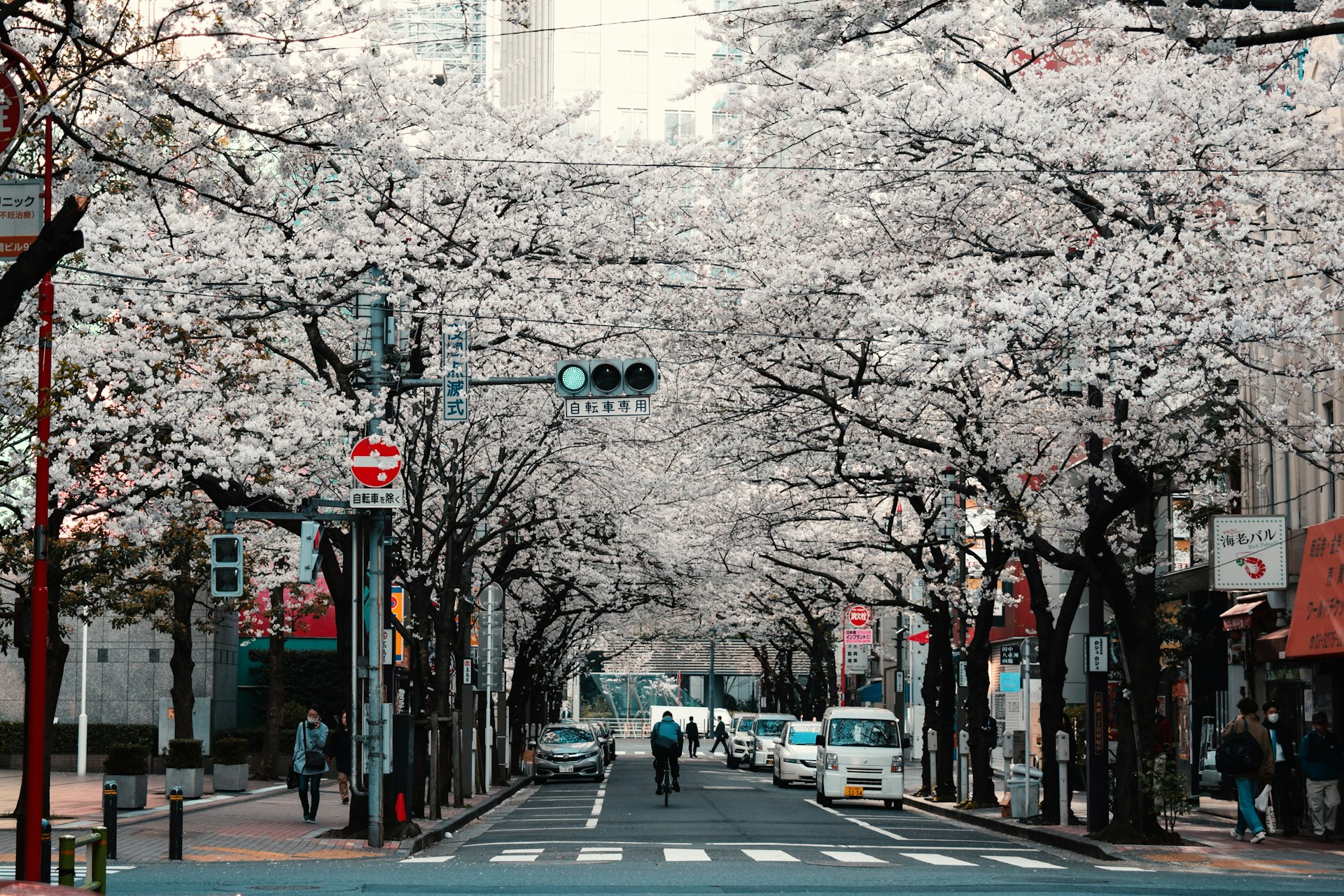 Okinawa Cherry Blossom