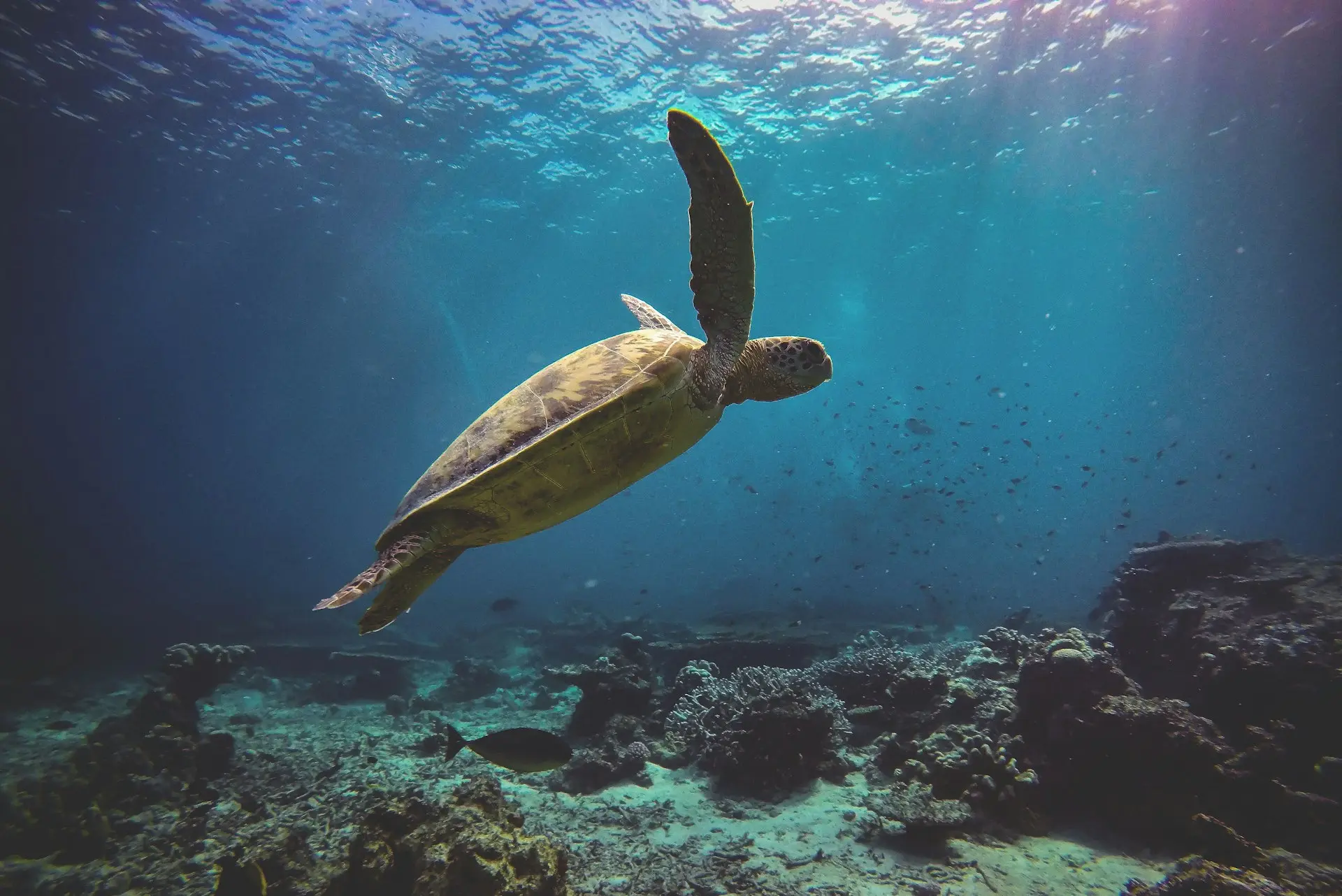 brown turtle on the ocean photography