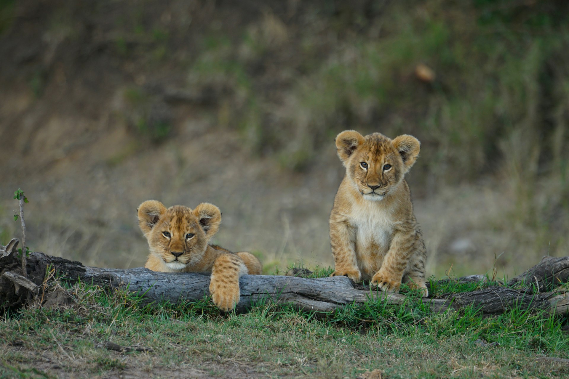 Lion Cubs, Nairobi National Park Lion Cubs, Nairobi National Park