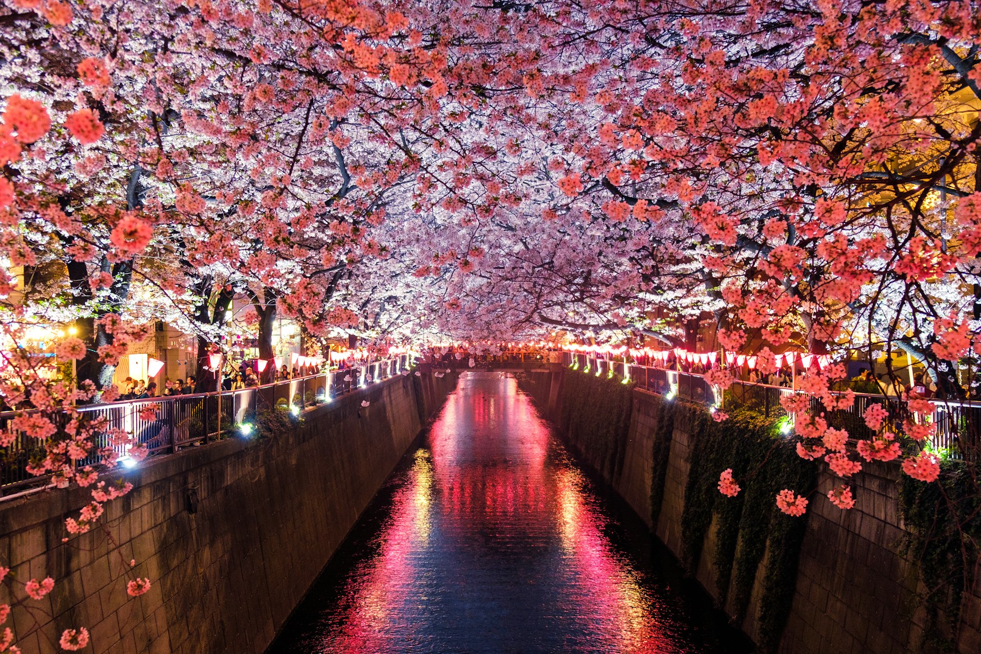 Hokkaido Cherry Blossom Hokkaido Cherry Blossom