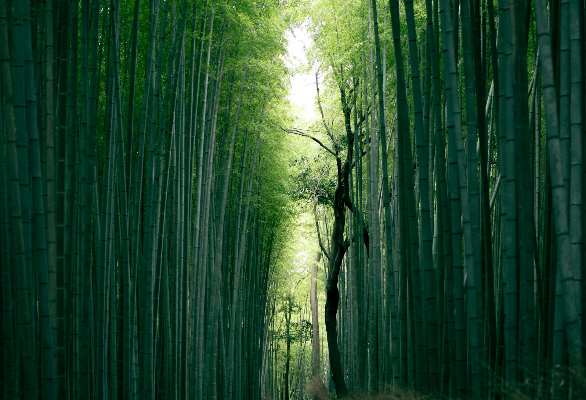 Arashiyama Bamboo Forest Arashiyama Bamboo Forest