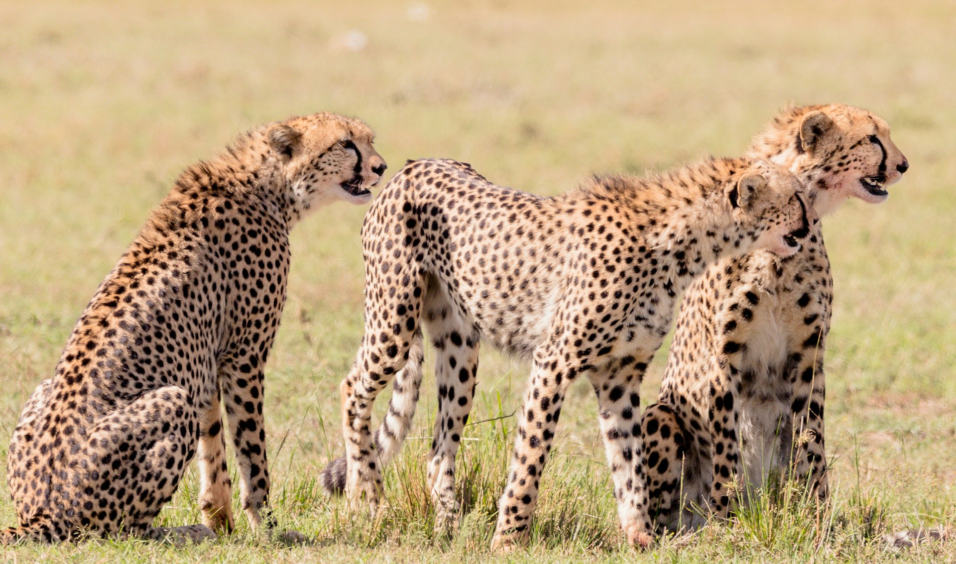 Cheetah - Masai Mara Cheetah - Masai Mara