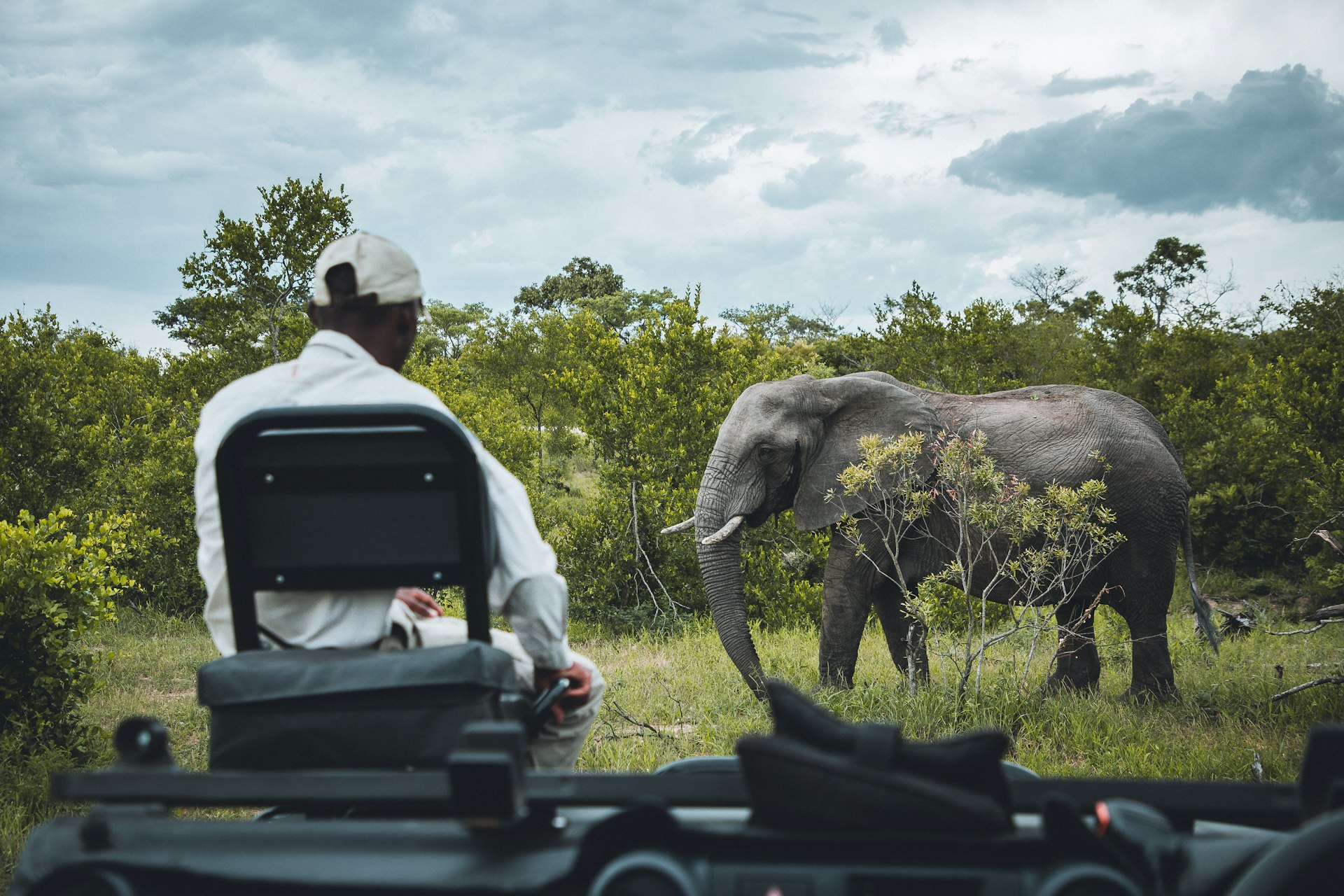 Kruger National Park Safari