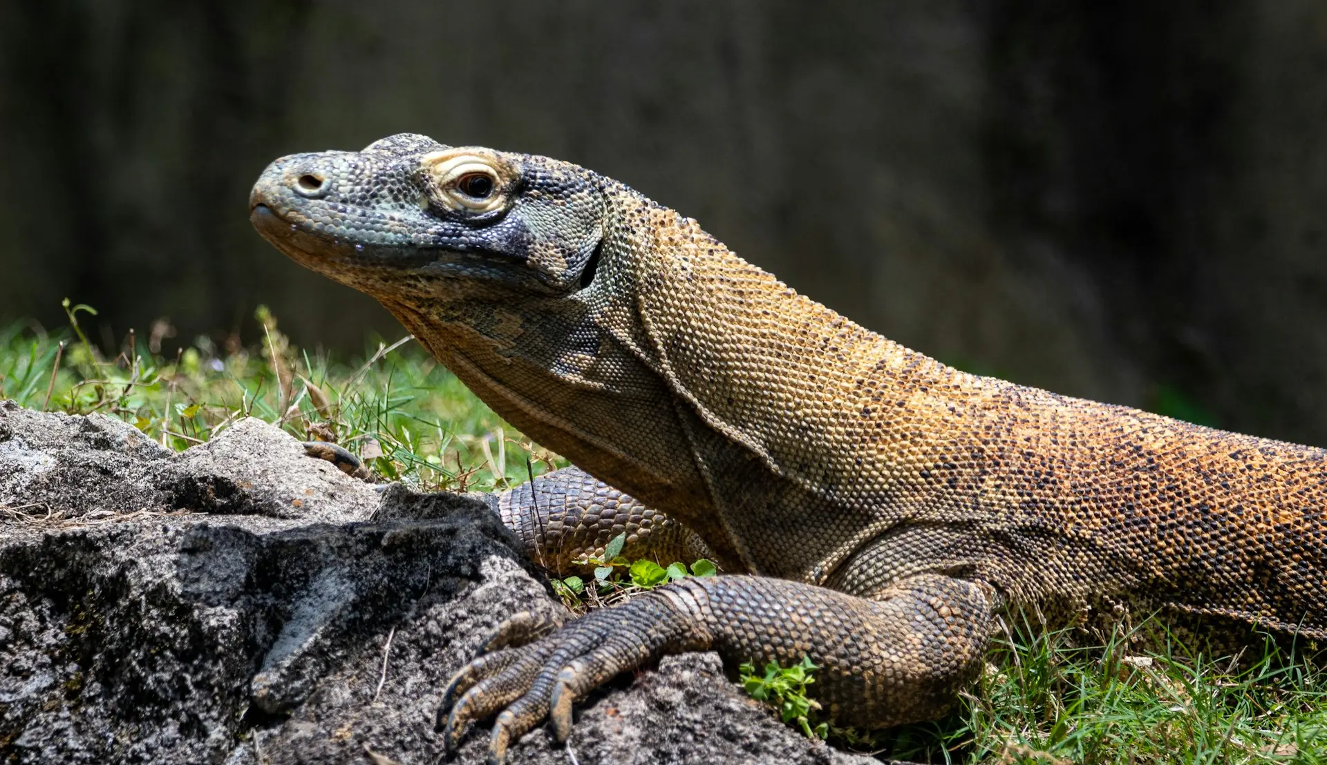 Komodo Dragon