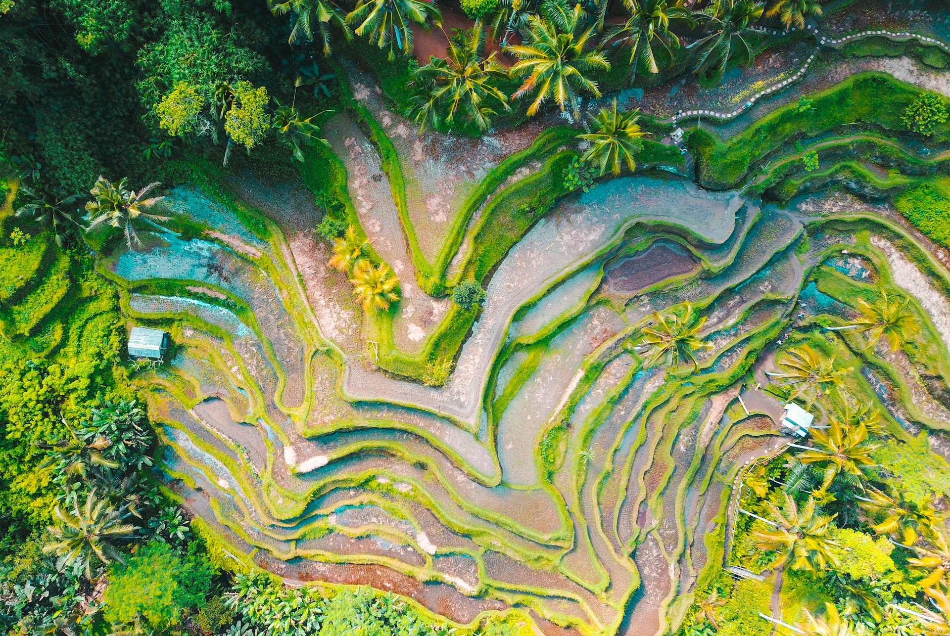 Tegallalang Rice Terraces