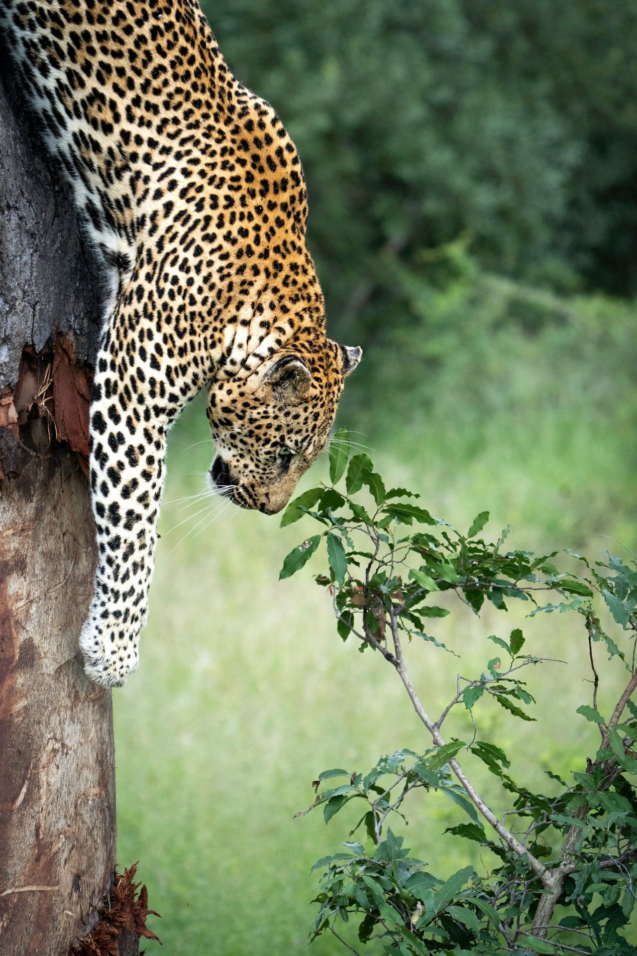 Kruger National Park