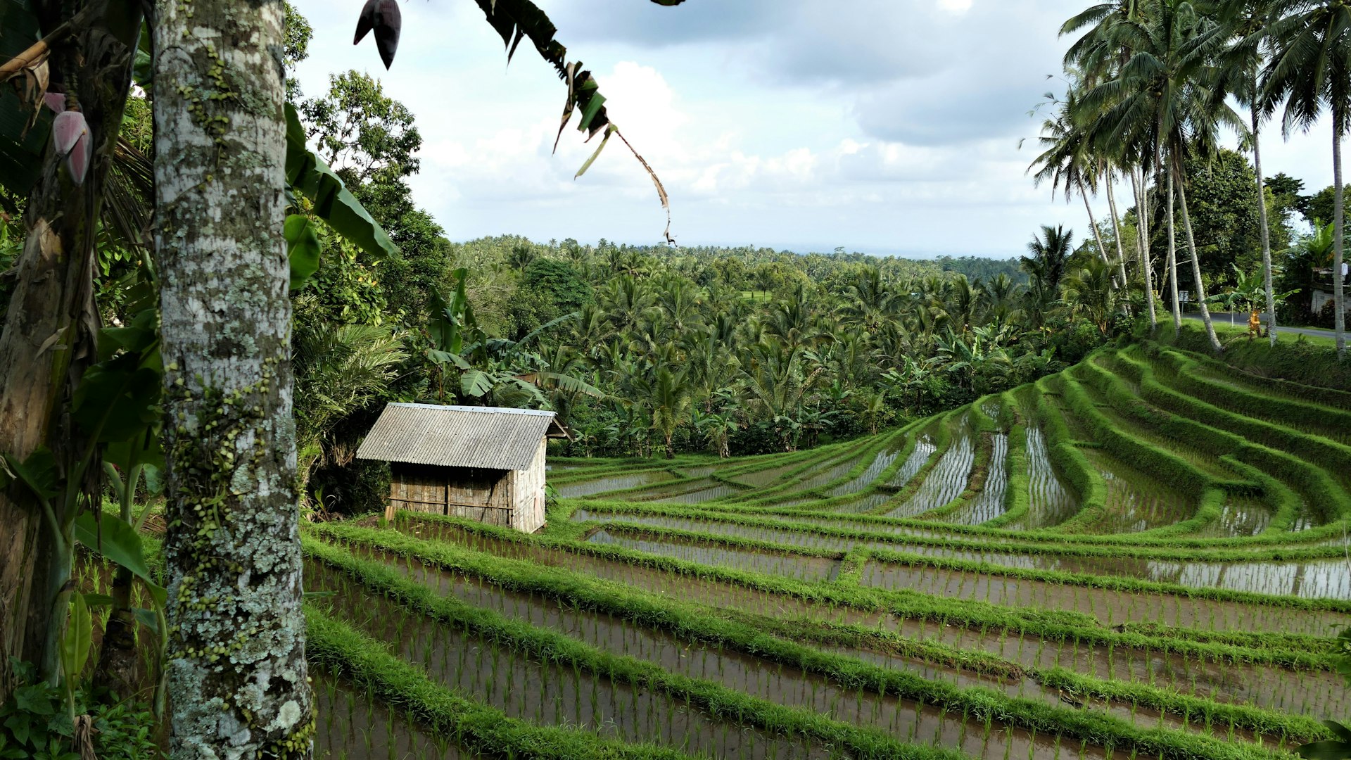 Bali Rice Fields